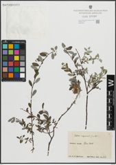 Foto von Salix repens L.